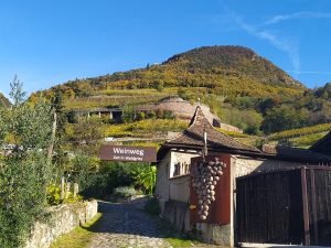 Ein Weinweg, beginnend im Ansitz Waldgries, führt zwischen Weinreben hinauf, vorbei an Rosmarin, Feigen-, und Olivenbäumen, Oleander, Rosen und Zypressen. Individuell gestaltete Kunstwerke des bekannten Grödner Bildhauers Filip Moroder Doss schmücken den Weg. Auf Infotafeln stehen Antworten auf Fragen zum Wein. – Foto: Ansitz Waldgries.