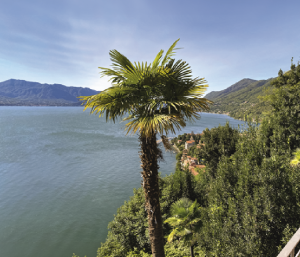 Der Lago Maggiore besitzt ein mediterranes Klima. Palmen, Zypressen, Zitronenbäume, Kamelien und subtropische Gärten prägen das Ufer des oberitalienischen und Schweizer Sees. Die geschützte Lage an den Südhängen der Alpen sorgt für warme Sommer und sehr milde Winter. - Foto: Patricia Arnold